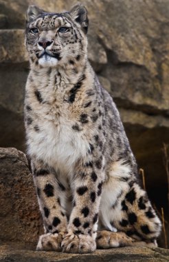 Snow Leopard clipart