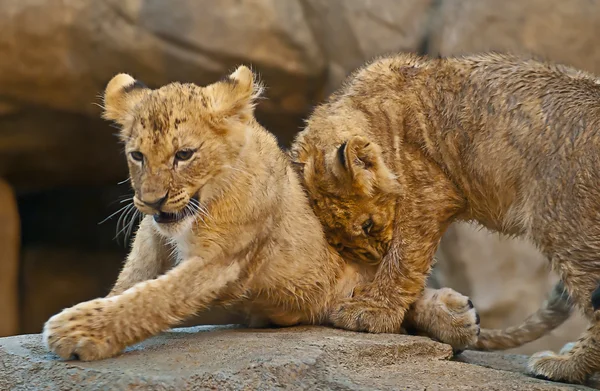Filhotes de leão — Fotografia de Stock