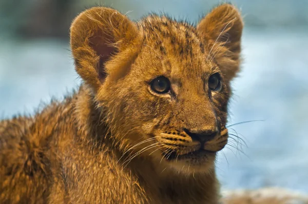 Lion Cub — Stock Photo, Image