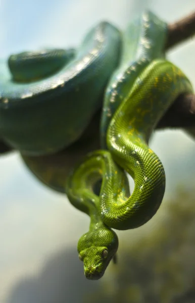 Green Python — Stock Photo, Image