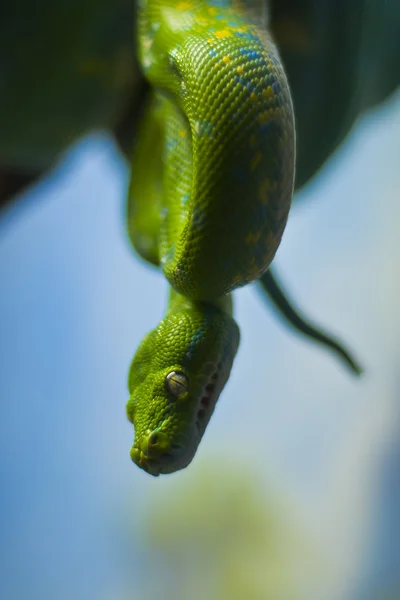 Green Python — Stock Photo, Image