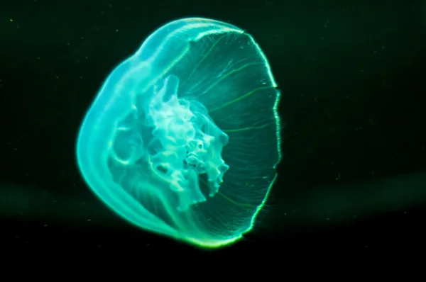 JellyFish — Stock Photo, Image