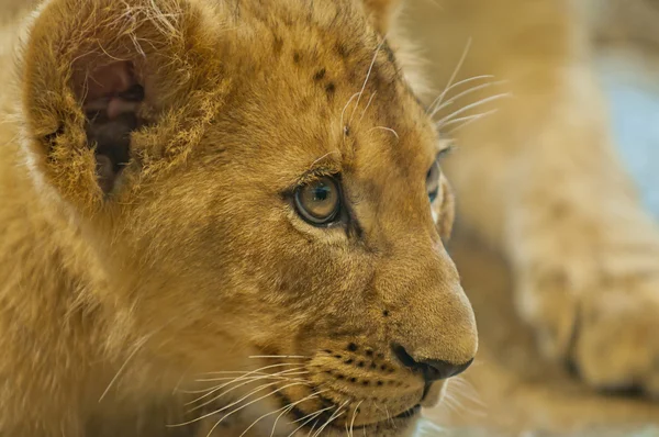 Trochę lwy — Zdjęcie stockowe