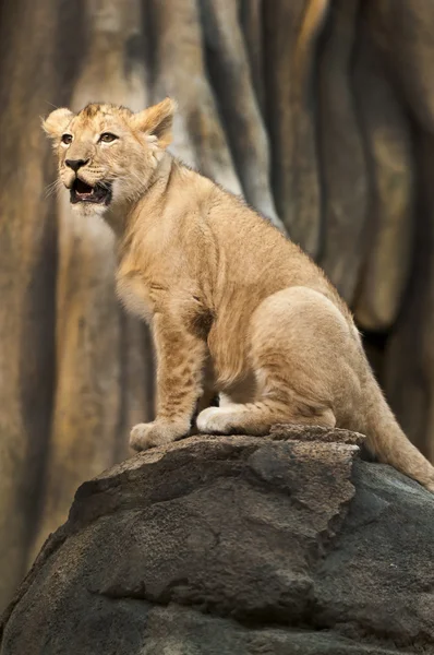 Dumny lew mały — Zdjęcie stockowe