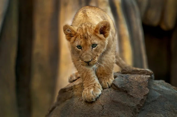 Küçük aslan — Stok fotoğraf
