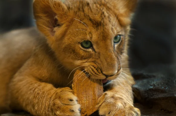 Симпатичная львица — стоковое фото