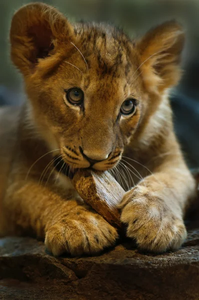 小狮子 — 图库照片