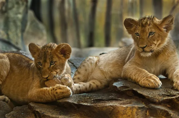 Маленькие львы — стоковое фото
