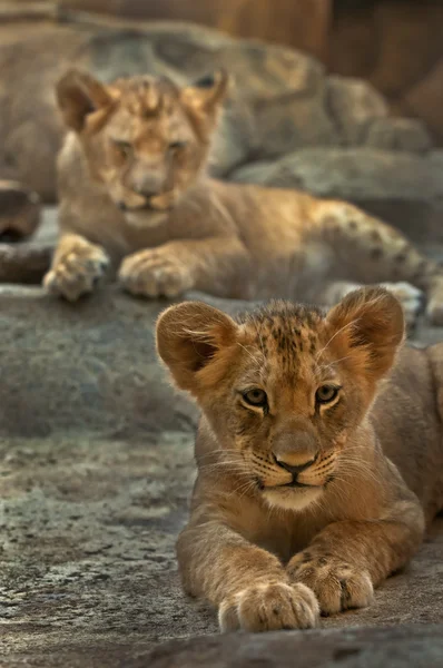 Leeuw broers en zussen — Stockfoto