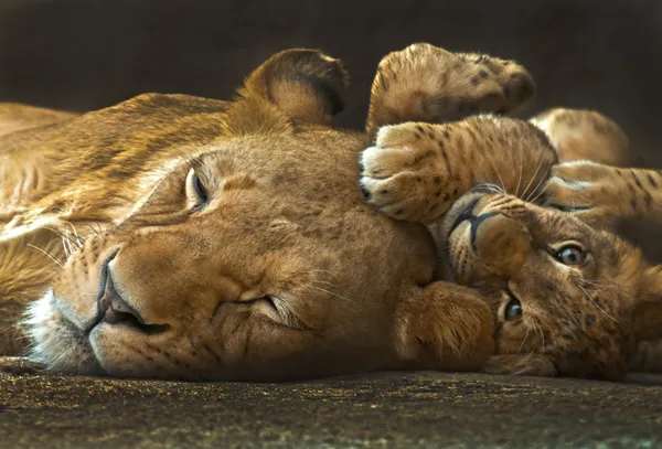 Мати і лев — стокове фото