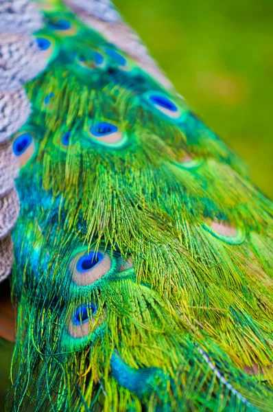 Peacock'ın kuyruk — Stok fotoğraf