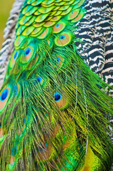 孔雀的尾巴 — 图库照片
