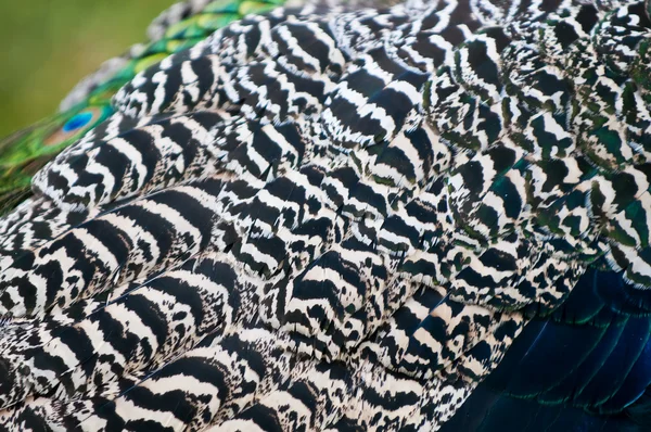 Peacock's wing pattern — Stock Photo, Image