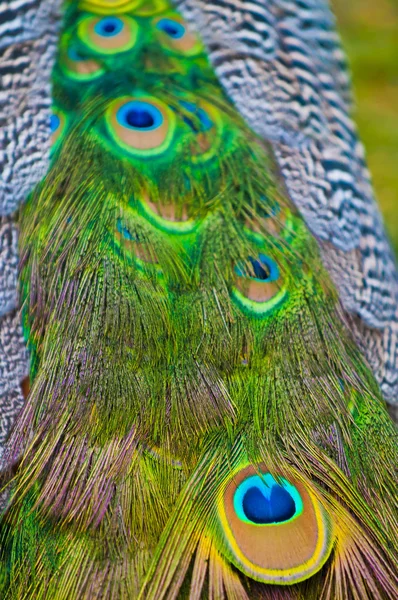 Peacock'ın kuyruk — Stok fotoğraf