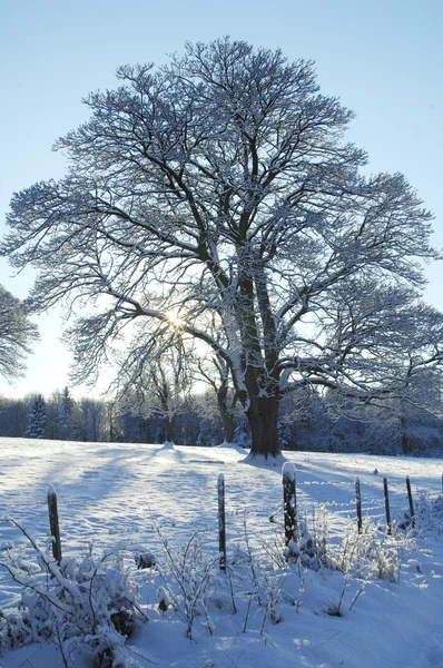 Солнце на снегу на лугу — стоковое фото