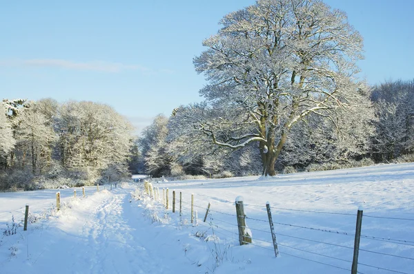 Загородная трасса, деревья и луг в снегу — стоковое фото