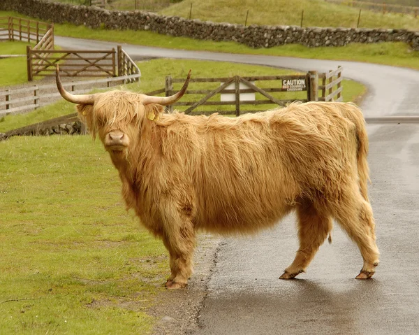 Scottish highland cow — Stockfoto