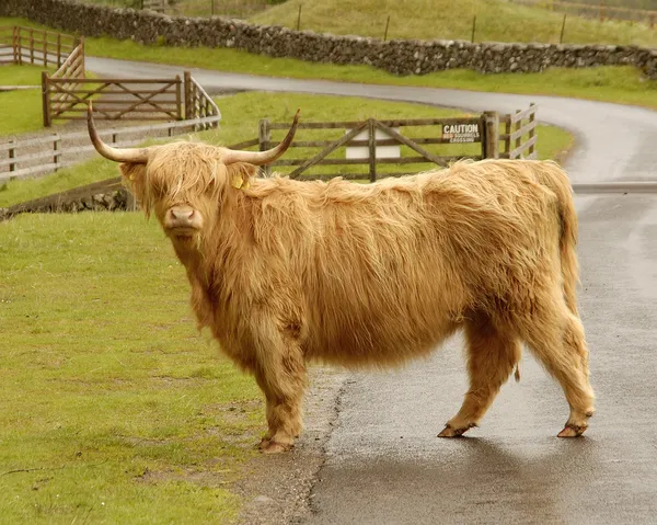 Vaca escocesa Highland Imagens De Bancos De Imagens Sem Royalties