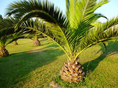 Parktaki palmiye ağacı