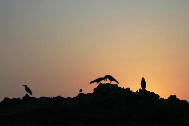 Günbatımında bir kayaya oturan Kuş Silhouettes