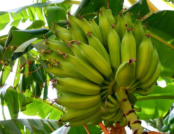 stock image A banana tree with bananas