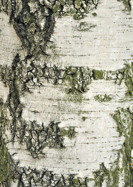 Birch-tree bark texture — Stock Photo, Image