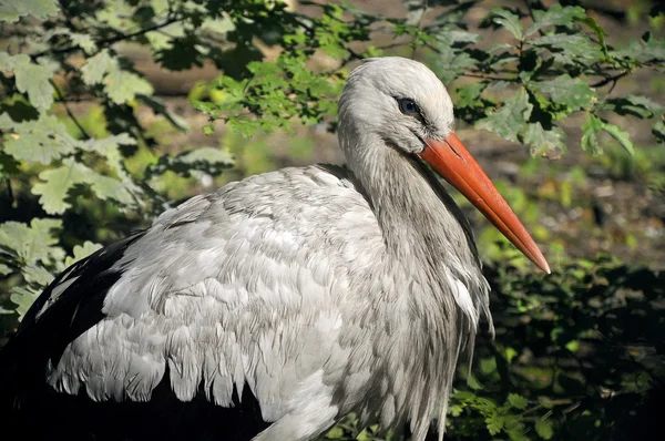 stock image Stork closeup