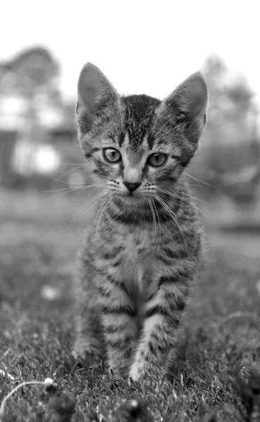 Piccolo gattino primo piano — Foto Stock