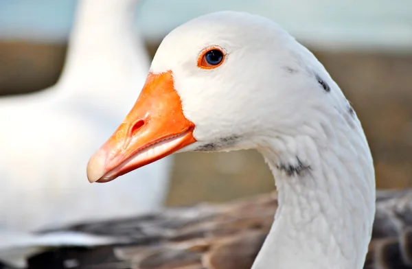 Pato blanco — Stock Photo, Image
