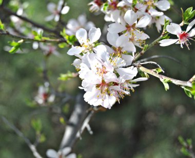 Flores blancas