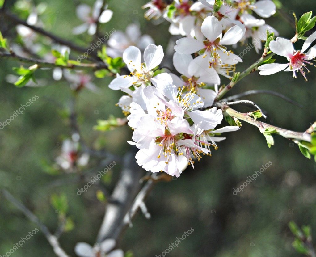 Flores Blancas Stockfoto C Dulsita 7792389