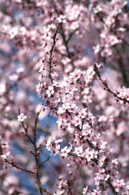 Fiori di pesco