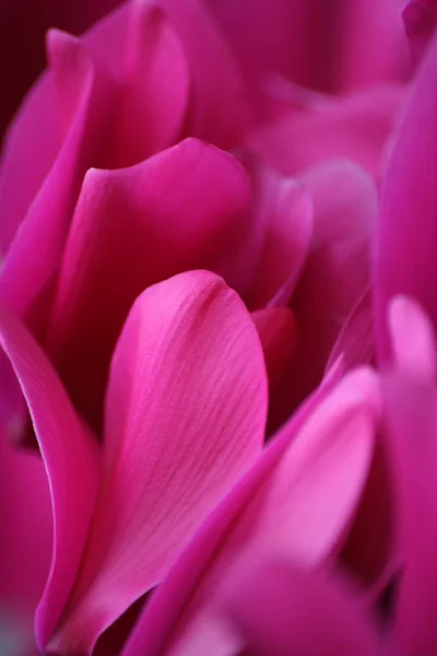 stock image Magenta Reflections