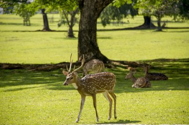 Deer in the park clipart