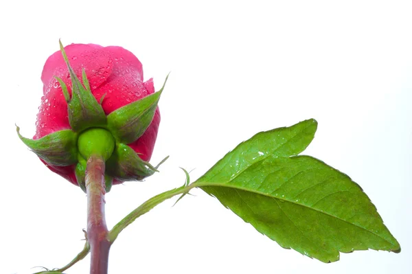 Μόνο όμορφο κόκκινο τριαντάφυλλο — Φωτογραφία Αρχείου