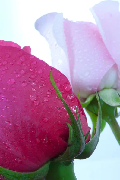 Два красивих троянд — стокове фото