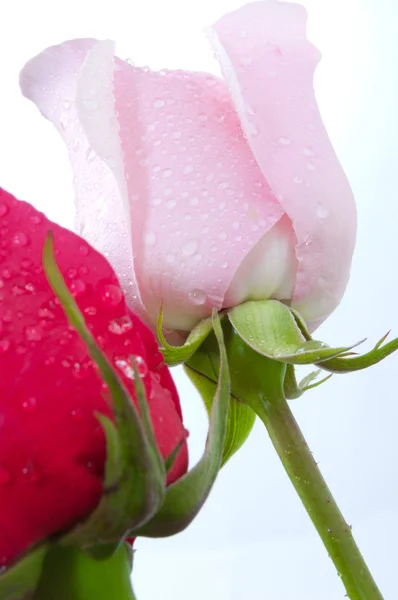 Két gyönyörű rózsák — Stock Fotó