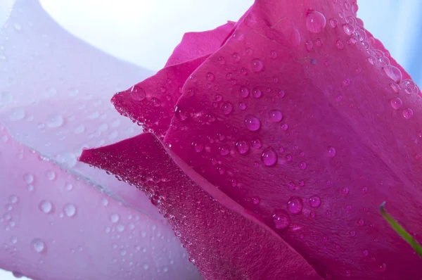 Dos hermosas rosas —  Fotos de Stock