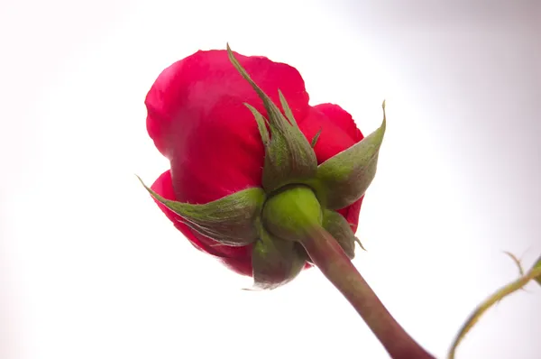아름 다운 붉은 장미 — 스톡 사진