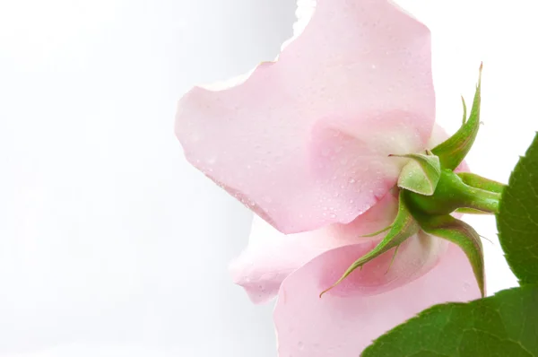 只漂亮的粉色玫瑰 — 图库照片