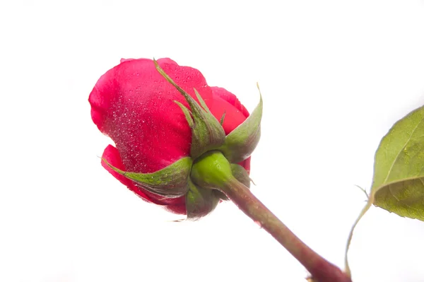 Μόνο όμορφο κόκκινο τριαντάφυλλο — Φωτογραφία Αρχείου