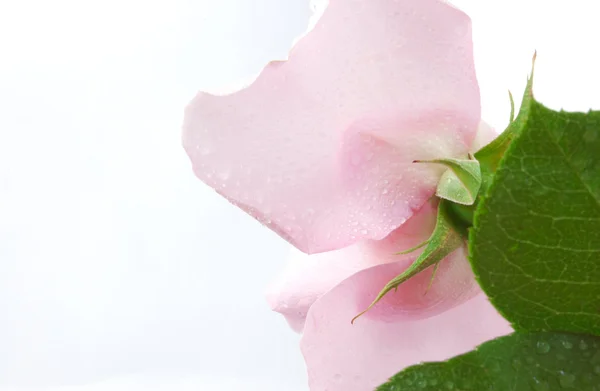 Μόνο όμορφο ροζ τριαντάφυλλο — Φωτογραφία Αρχείου