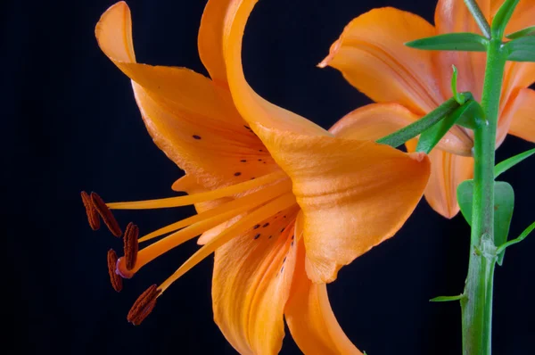 Тільки красива помаранчева лілія — стокове фото