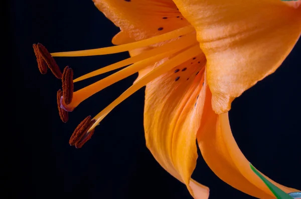 オレンジ色の美しいユリのみ — ストック写真