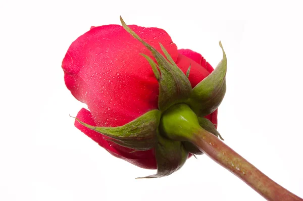 Тільки красива червона троянда — стокове фото