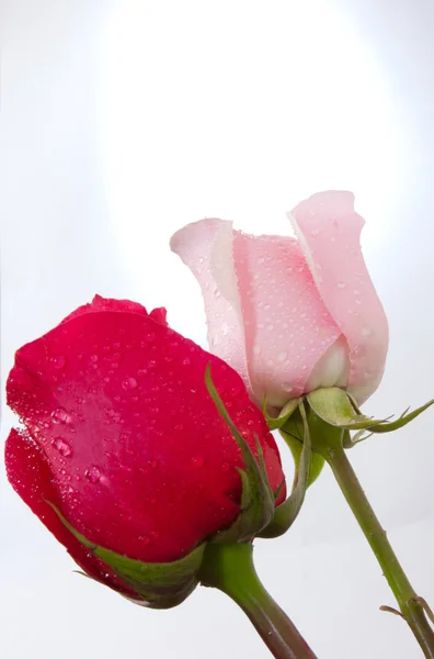 Два красивих троянд — стокове фото