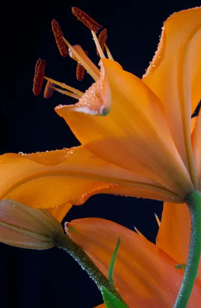 Krásné oranžové lilie — Stock fotografie