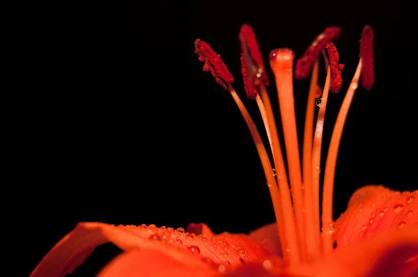 Только красивая оранжевая лилия — стоковое фото