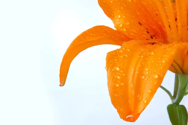 オレンジ色の美しいユリのみ — ストック写真