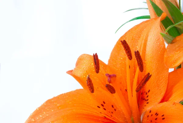Sadece güzel portakal lily — Stok fotoğraf